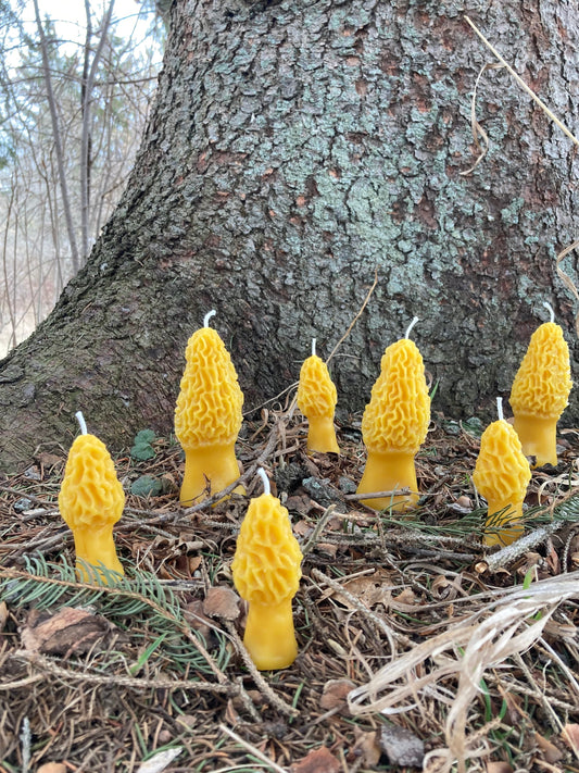Morel Beeswax Candles