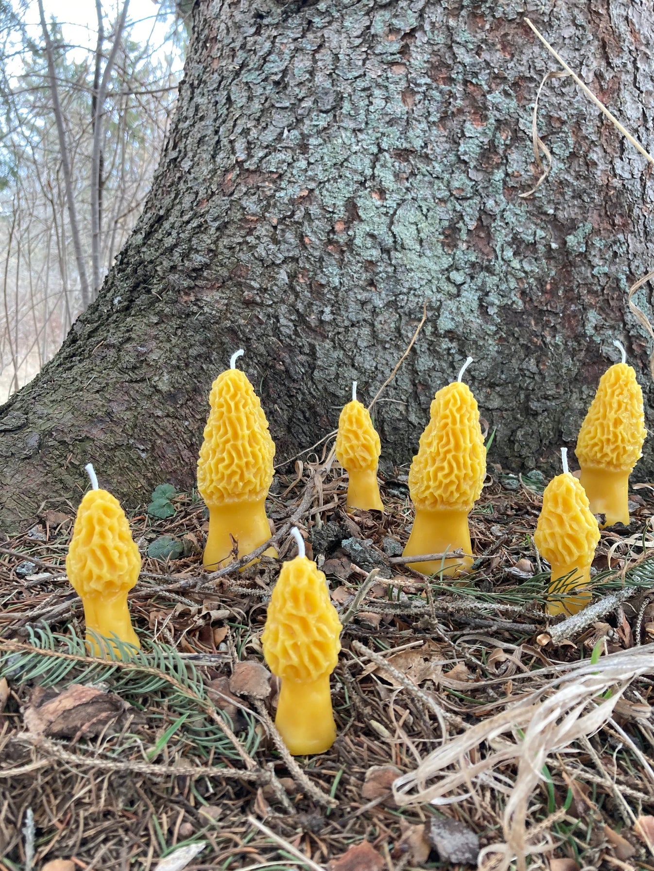 Morel Beeswax Candles Weathertop Farm